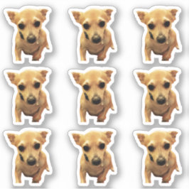 Adesivo Cachorros Chihuahua Fofos 4Carly