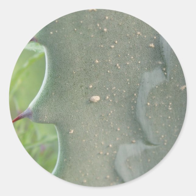 Adesivo Cactus Spike Stickers (Frente)