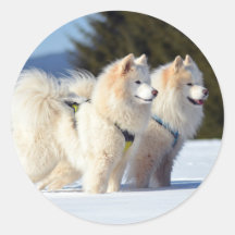 Cães Samoyed na Neve