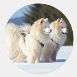 Adesivo Cães Samoyed na Neve