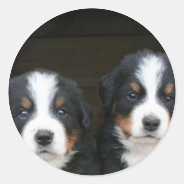 Adesivo Cãezinhos da montanha Bernese (Frente)
