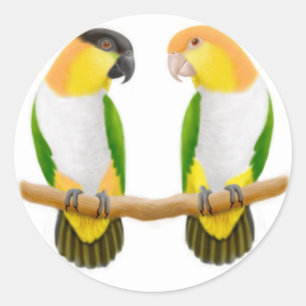 Adesivo Caique Parrot Love Sticker