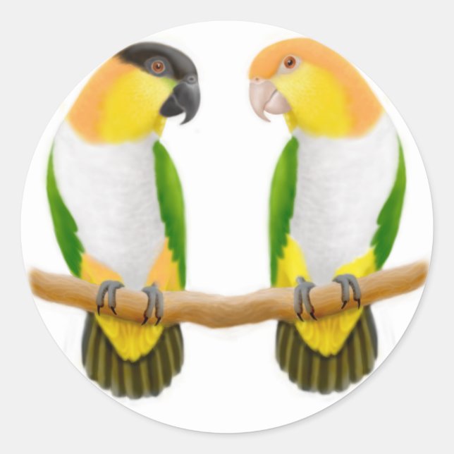 Adesivo Caique Parrot Love Sticker (Frente)