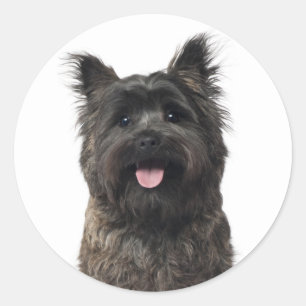 Adesivo Cairn Terrier Love Puppy Dog Mãe Pele Mama Canina