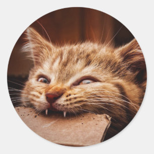 Adesivo Caixa de papelão de gato mordendo