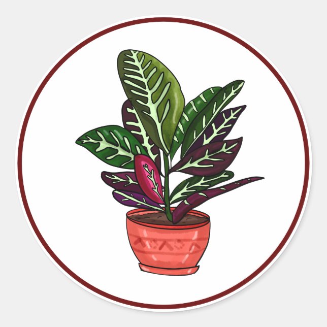 Adesivo Calathea Arte Familiar Desenhada À Mão (Frente)