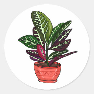 Adesivo Calathea Arte Familiar Desenhada À Mão