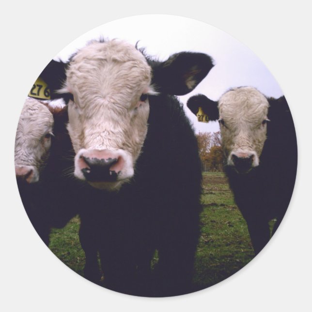 Adesivo Calf Trio (Frente)