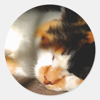 Adesivo Calico Cat Sunning