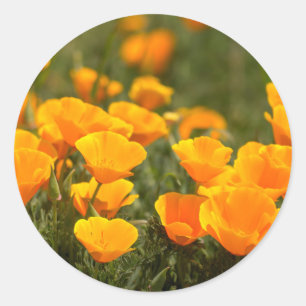 Adesivo California poppies, Montana de Oro State Park