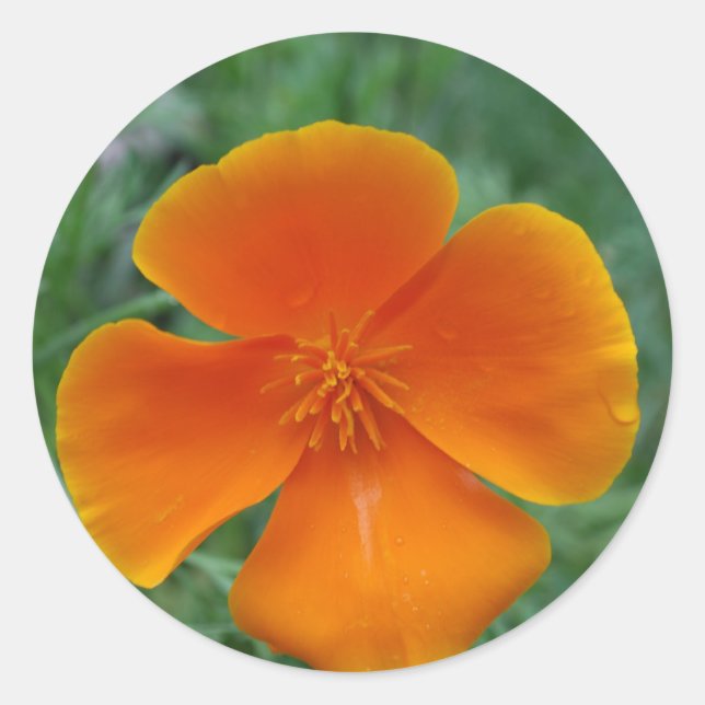 Adesivo California Poppy (Frente)