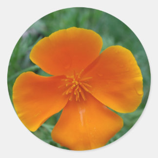Adesivo California Poppy