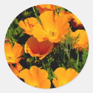 Adesivo "California Poppy"