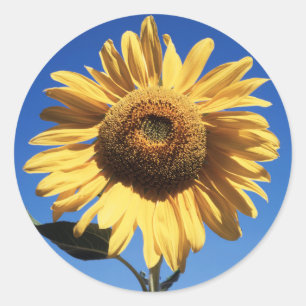 Adesivo Califórnia, Um Girassol Gigante (Helianthus) 3