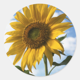 Adesivo Califórnia, Um Girassol Mammoth (Helianthus) 4