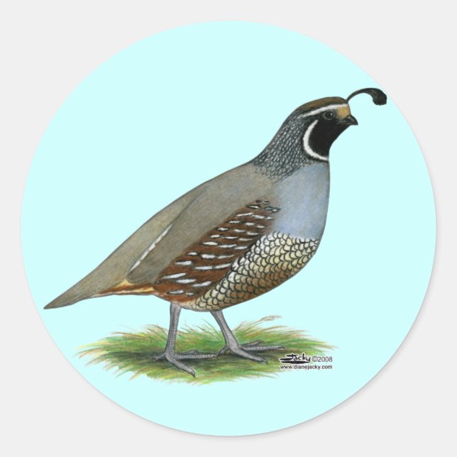 Adesivo California Valley Quail (Frente)