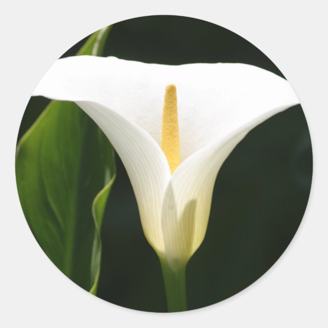 Adesivo Calla Lily (Frente)
