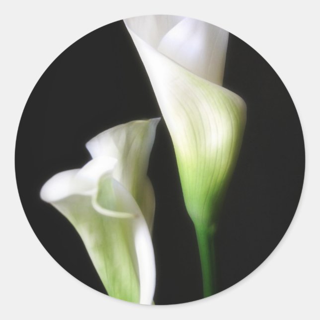 Adesivo Calla Lily 2 (Frente)