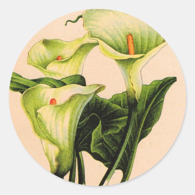 Adesivo calla lily calla lily (Frente)