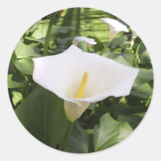 Adesivo Calla-Lily Sticker (Frente)