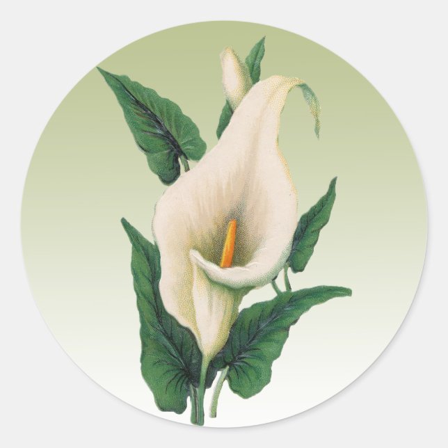 Adesivo Calla Lily Sticker (Frente)