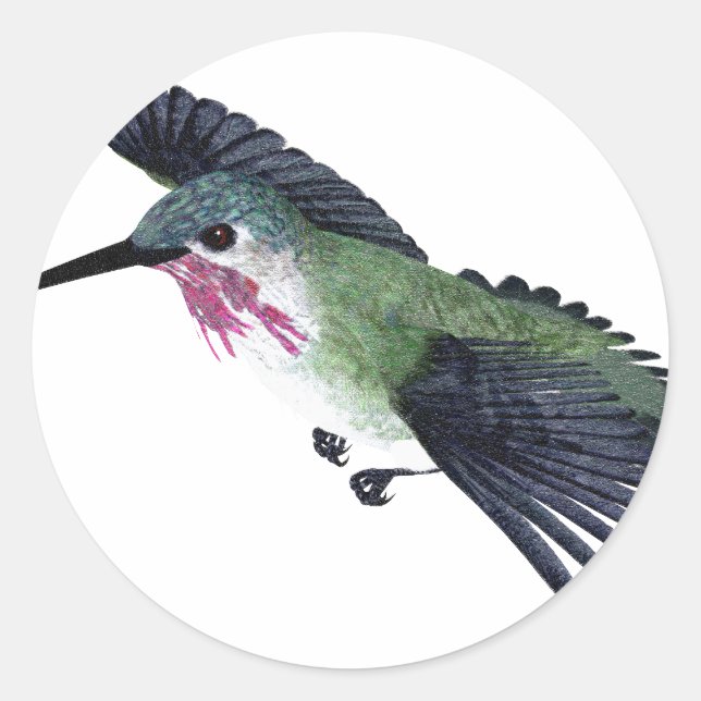 Adesivo Calliope Hummingbird (Frente)