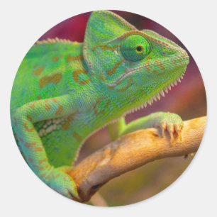 Adesivo Camaleão Verde
