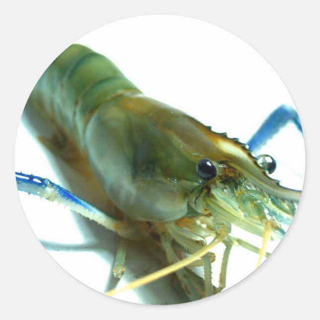 Adesivo camarão (Frente)