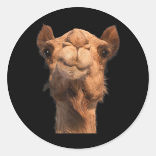 Adesivo Camel Animal Face