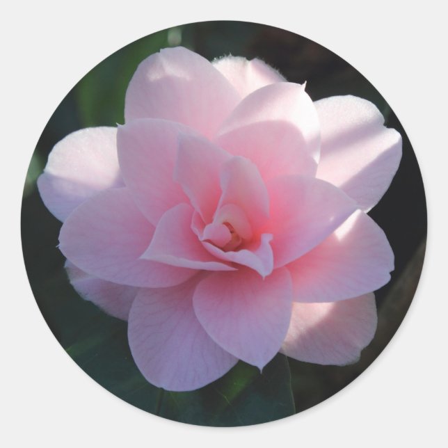 Adesivo Camélia Rosa (Frente)
