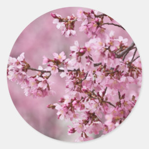 Adesivo Camélias Sakura Camadas Rosa Pastel