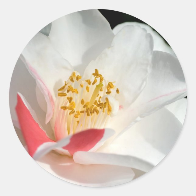 Adesivo Camellia Stickers (Frente)