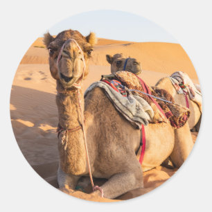 Adesivo Camelo no deserto de Omã