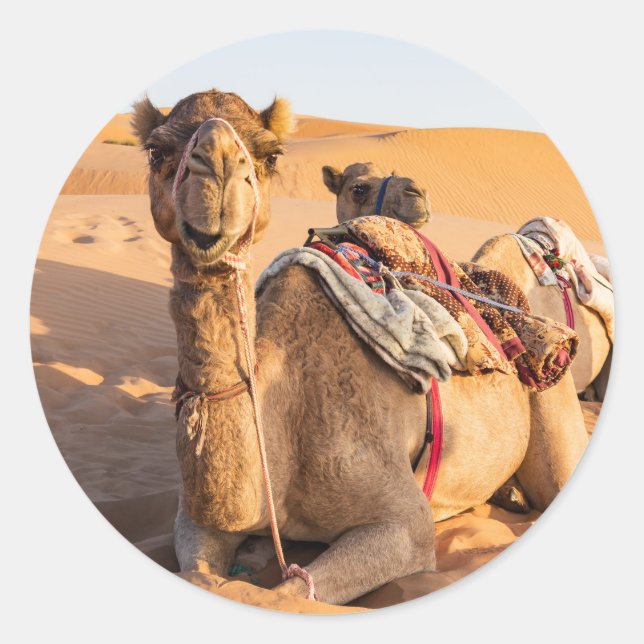 Adesivo Camelo no deserto de Omã (Frente)