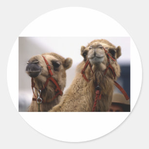 Adesivo Camelos