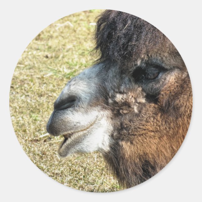 ADESIVO CAMELOS (Frente)