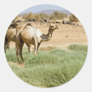 Adesivo Camelos selvagens