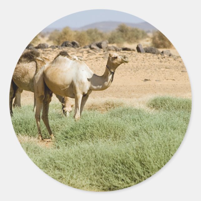 Adesivo Camelos Selvagens (Frente)