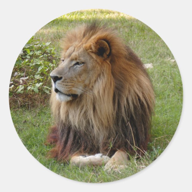 Adesivo Cameron 3 11x11 (Frente)