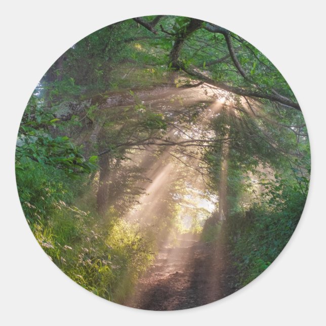 Adesivo Caminho da Floresta (Frente)