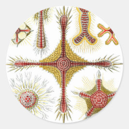 Adesivo Camomila Selvagem por Ernst Haeckel, Natureza Vint