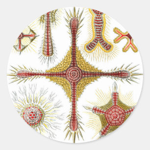 Adesivo Camomila Selvagem por Ernst Haeckel, Natureza Vint