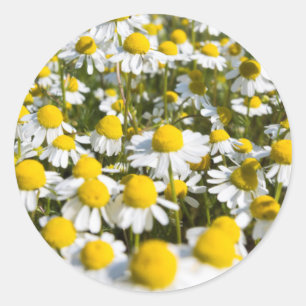 Adesivo Camomile Field, Hungria