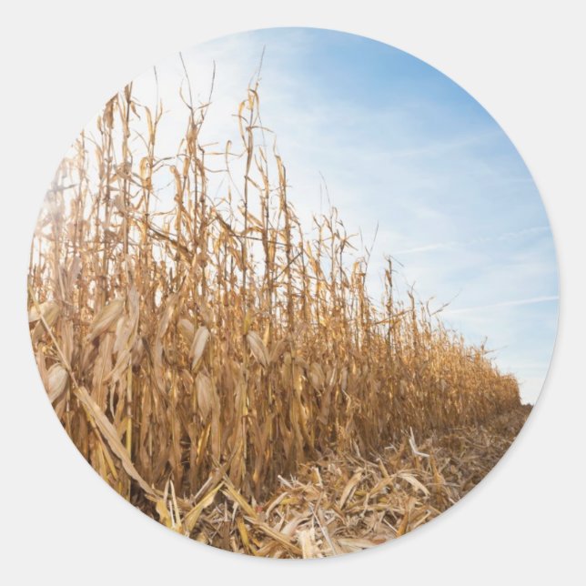 Adesivo Campo de milho em parte colhido (Frente)