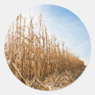 Adesivo Campo de milho em parte colhido