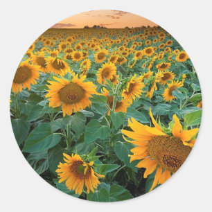 Adesivo Campo do girassol em Longmont, Colorado