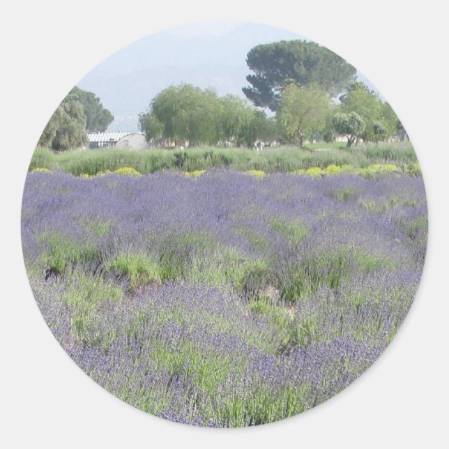 Adesivo Campos de lavanda (Frente)