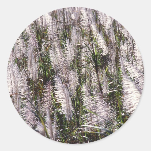 Adesivo Cana (Frente)