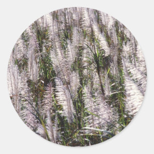 Adesivo Cana-de-açúcar