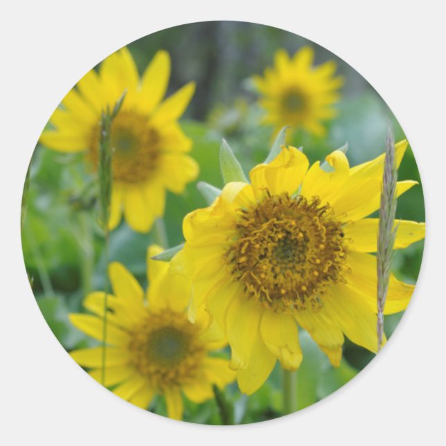 Adesivo Canadá, Colúmbia Britânica, Ilha de Vancouver 5 (Frente)